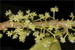 Villebrunea integrifolia